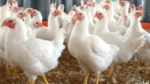 أسعار الفراخ البيضاء في بورصة الدواجن ترتفع وتأثيرها على تكلفة السوق المصرية اليوم